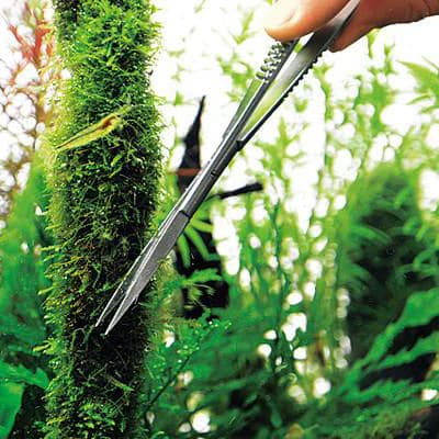 Buy ADA Pro-Scissors Spring online, Buy aquascaping tools, Aquascaping essentials, Buy ADA Pro Scissors Spring online