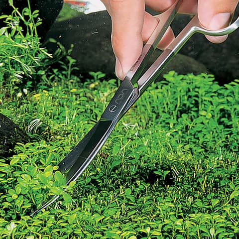 Buy ADA Pro Scissors Short Online, Buy aquarium products online, Best Aquarium products store in india, Buy ADA products, Aquascaping essentials, curved scissor, straight scissor